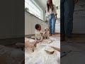 The little boy blamed everything on the puppy, but the puppy vehemently denied it