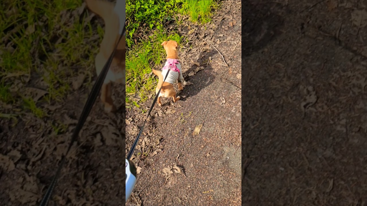 Slowmo happy chiweenie 