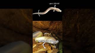The Olm Can Survive 10 Years Without Eating | Your Planet