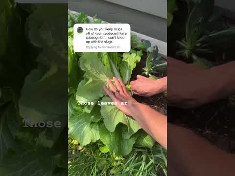 Video: Natural na Paghahalaman: Organic Pest Control