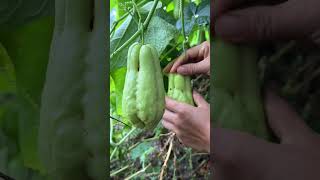 Harvesting ripe fruits gently with my soft hands straight from the tree! 🍎🤲..#fruitpicking