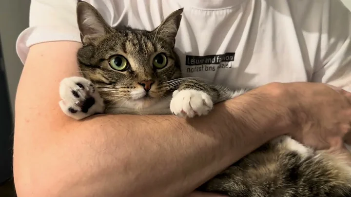 Video 6219161: tabby cat, cat meowing cute adorable, cat meow adorable funny