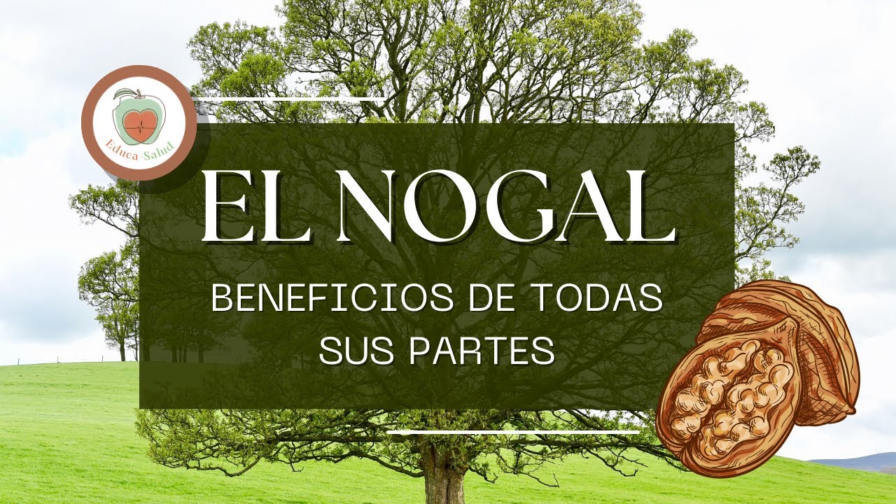 EL NOGAL. Para qué Sirve, Beneficios y Propiedades