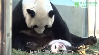 圓仔時刻表－圓圓按表操課 Schedule of Giant Panda Yuan-Yuan