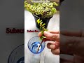 Jade plant propagation in water  with 20 days resultytshorts shorts viralviral.