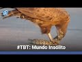 Vídeo mostra águia devorando uma cobra venenosa