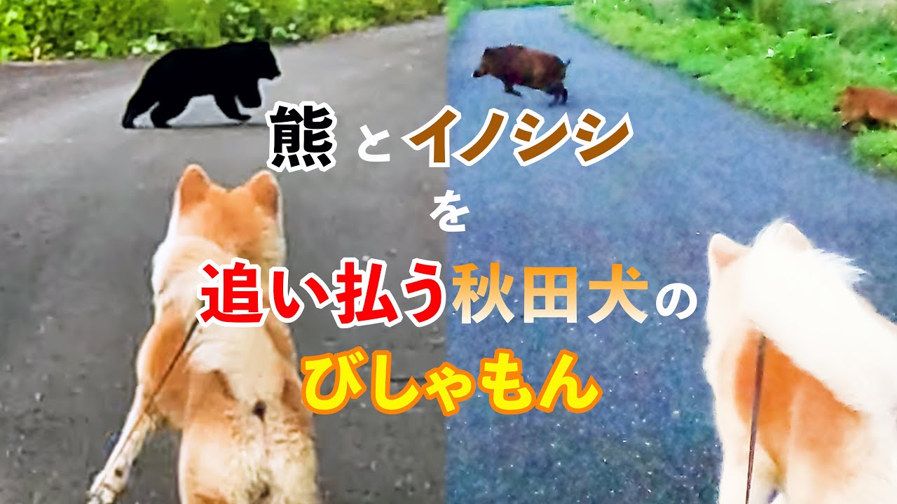 Bishamon, the Akita dog, chases away bears and wild boars. 2024