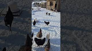 Tavuklarınızı Kardan Uzaklaştırmayın, Kar Tavuklara Iyi Gelir, Tavuklar Üşümez.