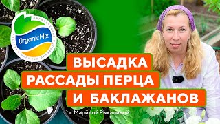 «Дачные радости с Мариной Рыкалиной. Спецвыпуск» №1. Высадка рассады перца и баклажанов.