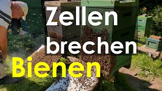 Bienen-Schwarmverhinderung live: nach 9 Tagen Weiselzellen brechen