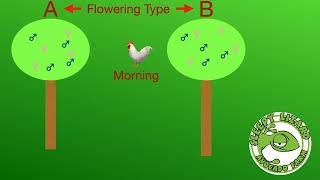 How to maximize avocado Pollination