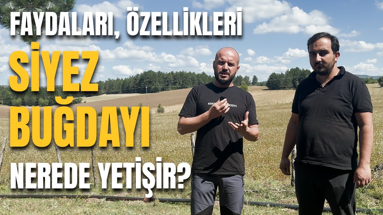 #Siyez Buğdayı Nedir? Yetiştiği Yer, Faydaları ve Özellikleri