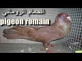 الحمام الروماني - Pigeon romain