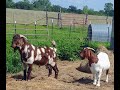 Love Is In The Air!! Breeding Boer Goats!