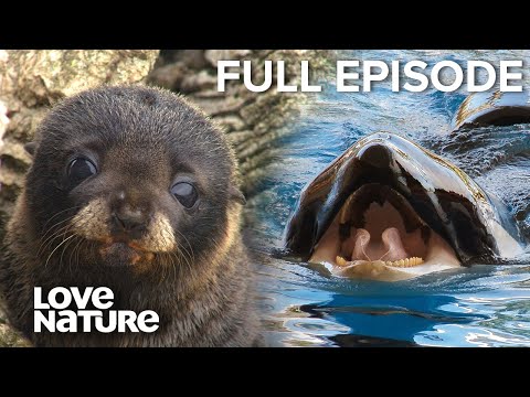 Seal Pups VS Great White Sharks and Killer Whales | Love Nature