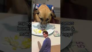 #billhaderdancing my dog when my bf comes home from the bar at 1am & makes her a plate of eggs #dogs