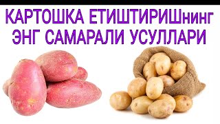 КАРТОШКА ЕТИШТИРИШнинг ЭНГ САМАРАЛИ УСУЛЛАРИ