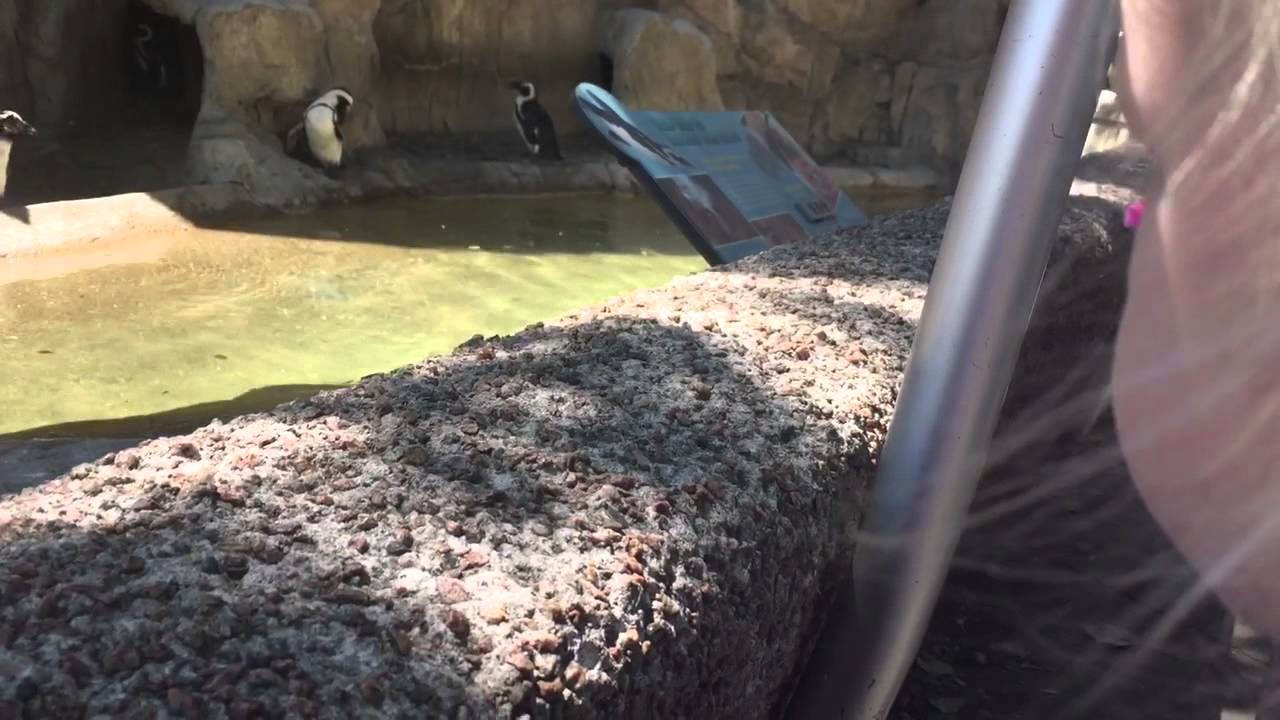 Watching the Penguins at the Denver zoo! YouTube