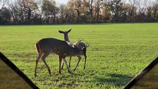 Whitetail Buck Falls In Love with Decoy..