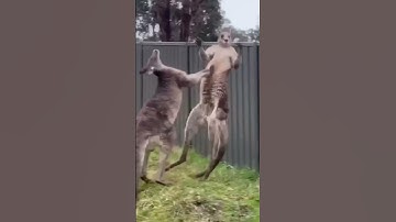 An Extremely Funny Kangaroo Fight 😁😁