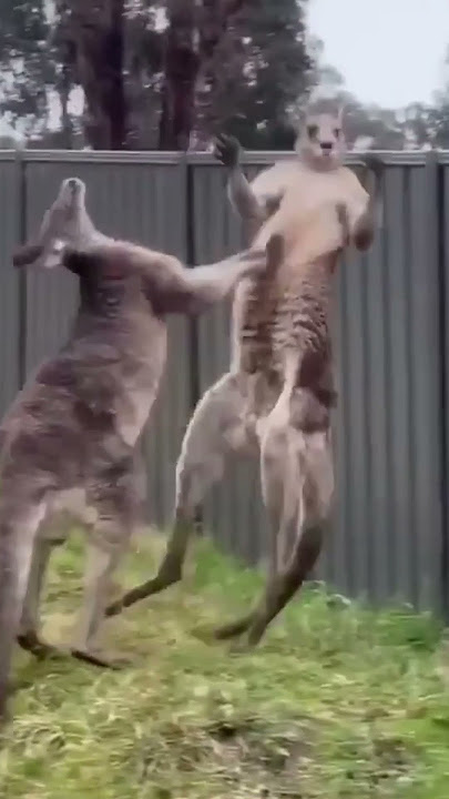 An Extremely Funny Kangaroo Fight 😁😁