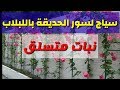 عمل سياج لسور الحديقة بنبات متسلق، زراعة اللبلاب  Dolichos purpureus