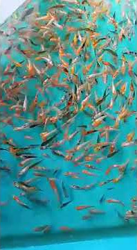 IKAN KOI UKURAN 5CM