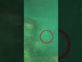 【魚突き】これがキルショットというやつです。クエ編 Stone shot Longtooth grouper Spearfishing