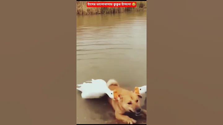 Video 11477651: cat best funny animal