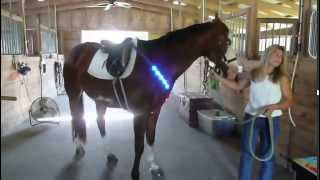 LED Lighted Horse Chest Plate Safety Harness