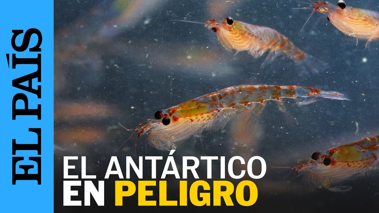 MEDIO AMBIENTE | Pesca indiscriminada de krill amenaza el Océano Antártico | EL PAÍS