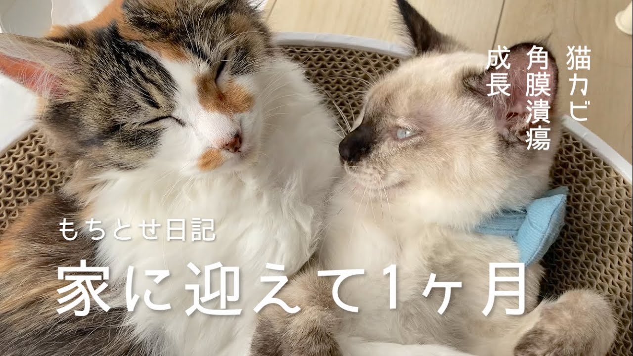 【保護猫】家に迎えて1ヶ月記念日