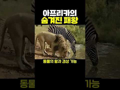 아프리카의 숨겨진 <strong>패왕</strong>