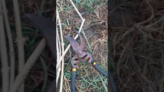 Download Lagu Calon bibit bunga melati MP3