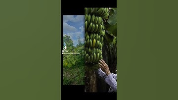 Buồn Cau Quê Ngoại ( NGỌC HƯƠNG + TẤN TÀI Câu 1)