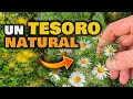 Esta PLANTA es un TESORO NATURAL en TU CASA | Manzanilla USOS y BENEFICIOS | Infusión para adelgazar