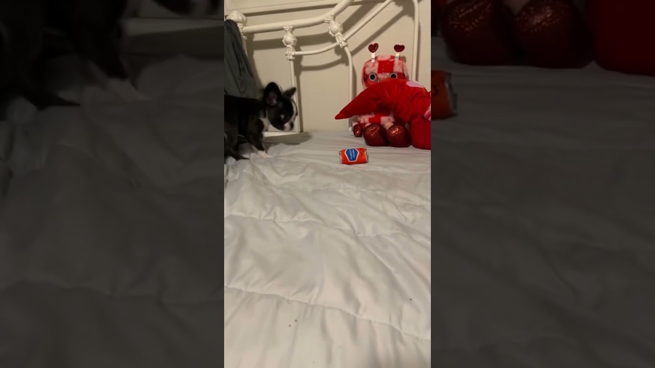 A dog that radiates love and affection - that's a Royal Frenchel. 