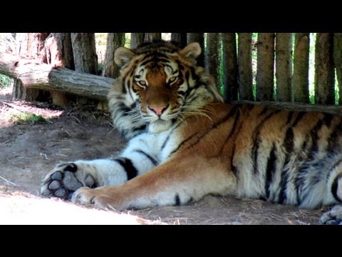 Video: Z Holubice Na Draka. Ako Sa Na Hviezdnej Oblohe Objavila Celá Zoo - Alternatívny Pohľad