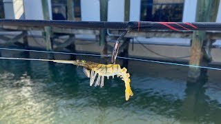 Using artificial Shrimp around Bridges and Dock pilings(Don't do this while fishing!!)