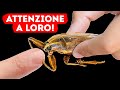 Se lo vedete sott'acqua, uscite subito!