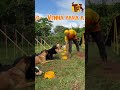 Confiança e Vínculo Trazem Disciplina #adestramento #dog #cães #tiopetisco