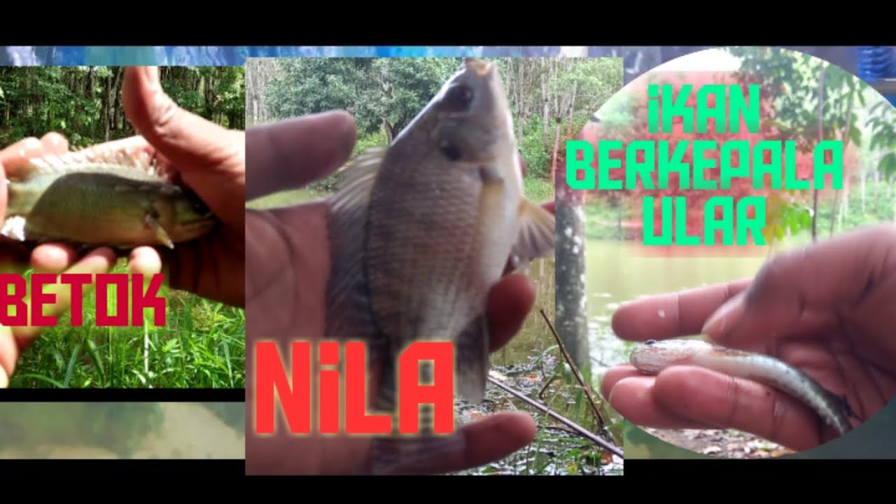 Tiga jenis ikan pakai umpan Jitu umpan SEJUTA UMAT. BETOK | NILA | IKAN