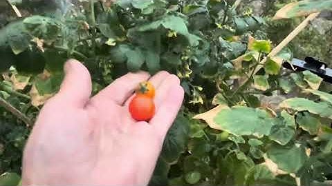 Homes on the Country West of Norway by Fjord and Mountains in November 