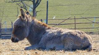 Donkeys Near A Snowy Mountain