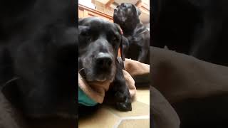 How Much Street Cred ? Yes