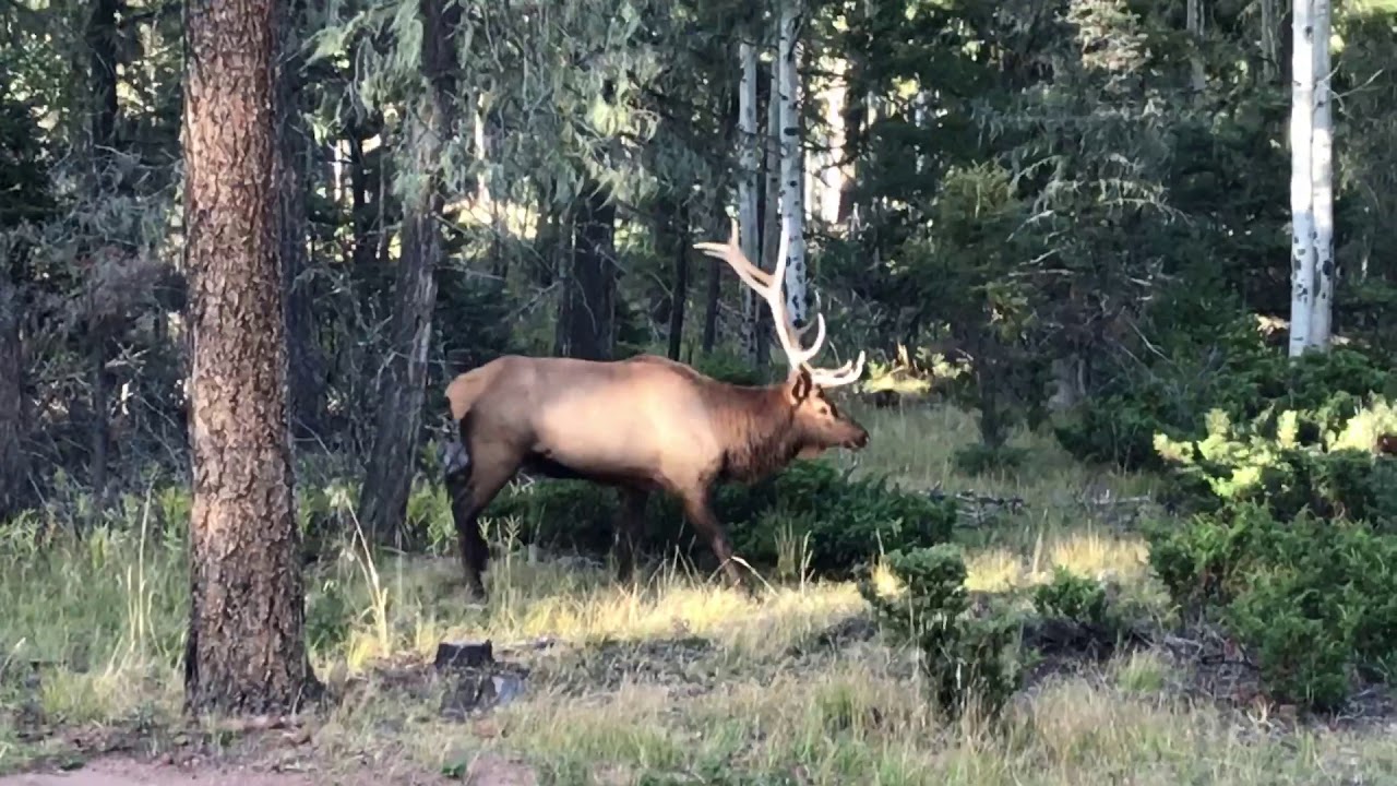 Elk Bull Angel Fire New Mexico YouTube