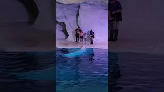 Have an encounter with a Beluga Whale Wild Arctic #shorts #seaworld #belugawhale