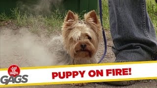 PUPPY ON FIRE!