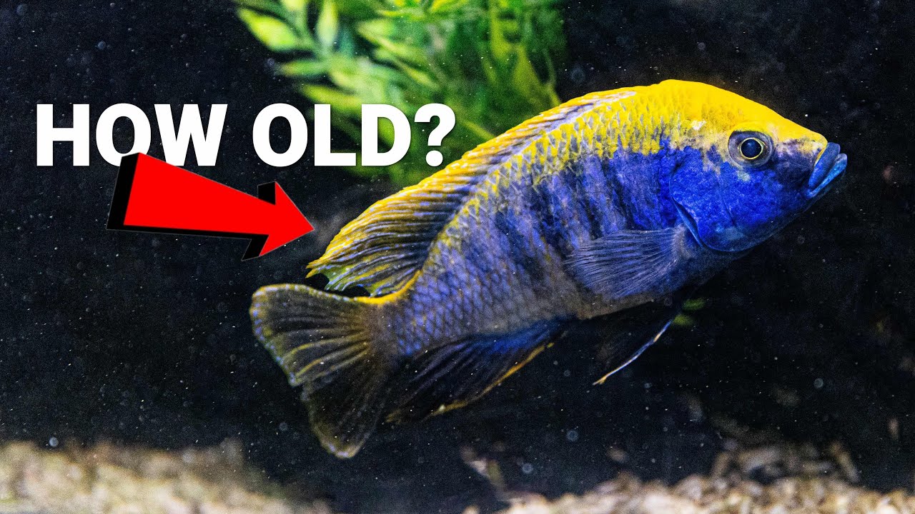 How Long Do Cichlid Fish Live