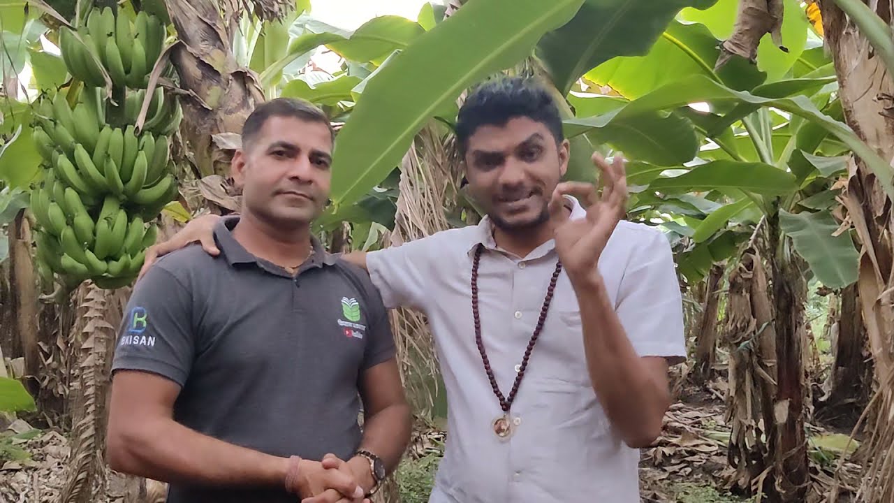 2926-mp 70-30 Banana Farming Rahul Jawan 9407038222 केला खेती, किसान पाठशाला BALRAM KISAN